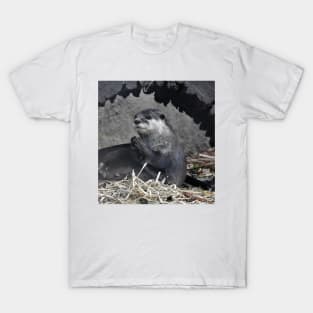 Asian Small-clawed Otter T-Shirt